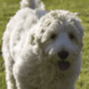 Meet your Posher, Sophie